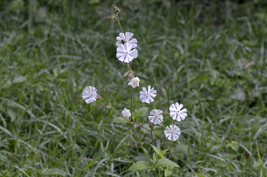 Silene latifolia (=Silene alba) / Silene bianca